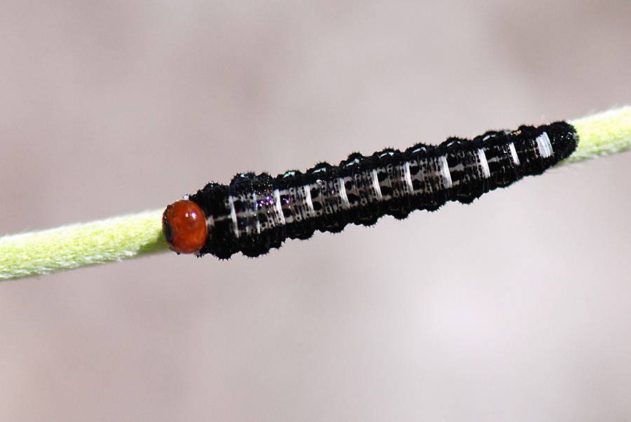 Bruco testa rossa (larva di Symphitae)